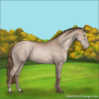 Horse Color:Black Pearl Sabino 