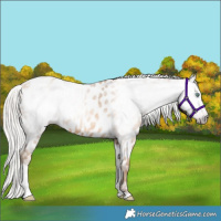 Horse Color:Gray Silver Amber Champagne Tobiano Appaloosa 