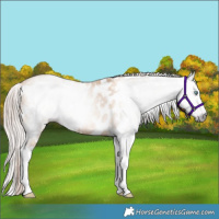 Horse Color:Gray White Spotted Gold Champagne Dun Splash Appaloosa Rabicano 