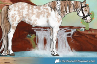 Horse Color:Black Pearl Sabino 