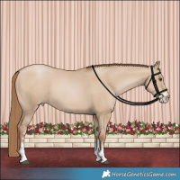 Horse Color:Grullo Pearl Sabino 