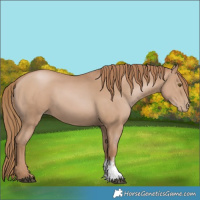 Horse Color:Black Pearl Sabino