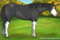 Horse Color:Blue Roan Splash