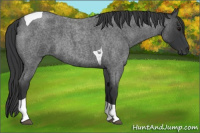 Horse Color:Blue Roan Tobiano