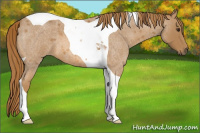 Horse Color:Red Roan Tobiano 