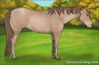 Horse Color:Black Pearl Sabino 
