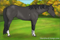 Horse Color:Black Tobiano