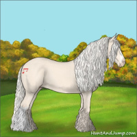 Horse Color:Cremello 