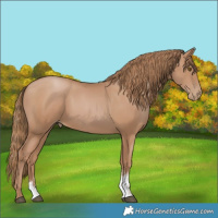 Horse Color:Black Pearl Sabino