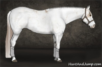 Horse Color:Grullo Pearl Sabino 