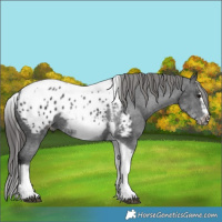 Horse Color:White Spotted Black Splash Tobiano Frame Appaloosa 