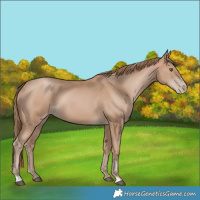 Horse Color:Black Pearl Sabino 