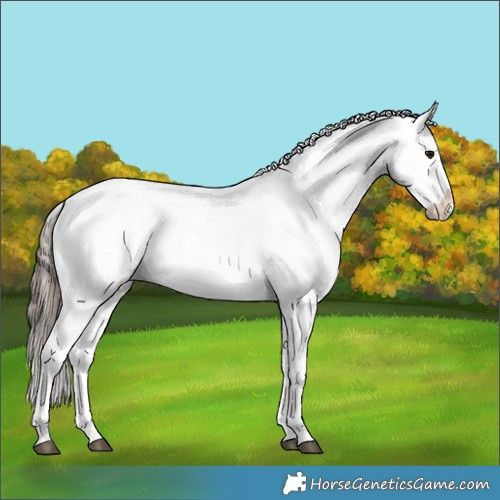 Horse Color:White Spotted Black Splash Tobiano Frame Appaloosa 