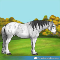 Horse Color:White Spotted Blue Roan Splash Frame Appaloosa 