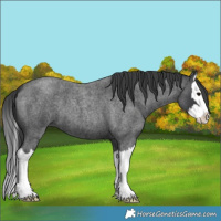 Horse Color:Blue Roan Splash 