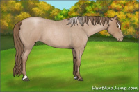 Horse Color:Blue Roan Pearl Sabino