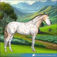 Horse Color:Buckskin Splash Appaloosa 