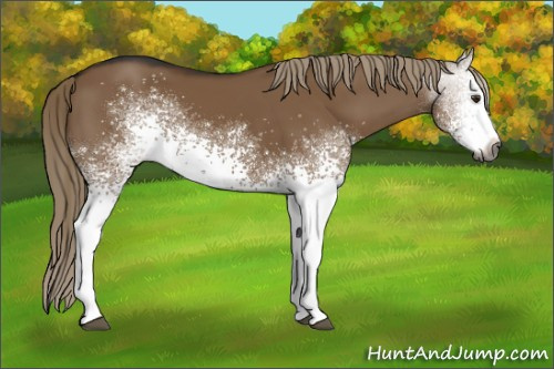 Horse Color:Gray White Spotted Liver Red Dun Sabino 