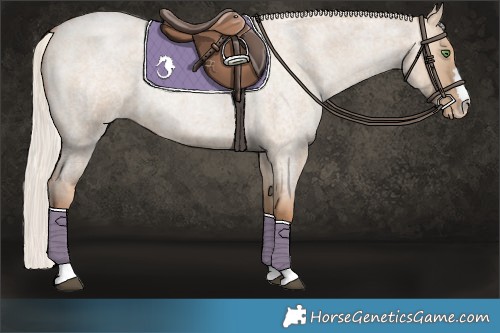 Horse Color:Silver Grullo Roan Pearl 