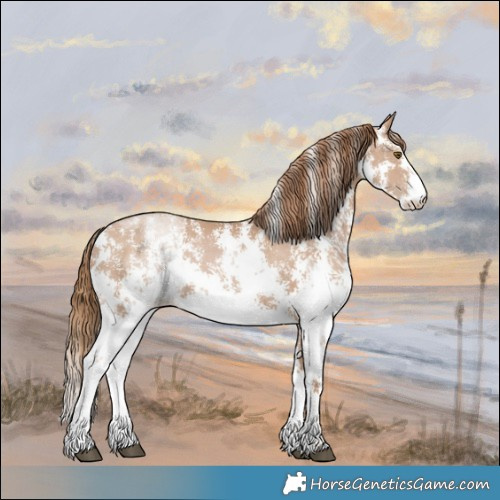 Horse Color:Black Pearl Sabino 