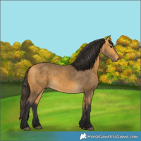 Horse Color:Buckskin 