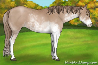 Horse Color:Black Pearl Sabino 