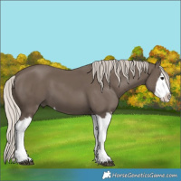 Horse Color:Silver Black Splash