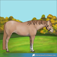 Horse Color:Black Pearl Sabino