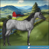 Horse Color:Blue Roan 