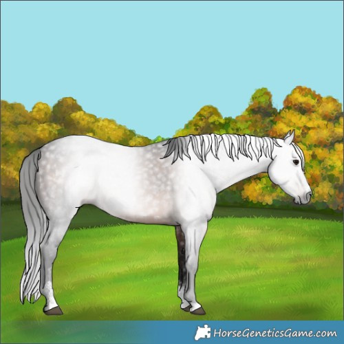 Horse Color:Gray Bay Sabino Rabicano 