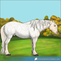 Horse Color:Palomino Roan Appaloosa