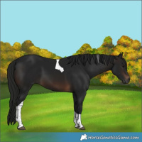 Horse Color:Gray Bay Tobiano 