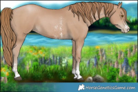 Horse Color:Black Pearl Sabino 