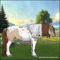 Horse Color:Red Dun Tobiano 