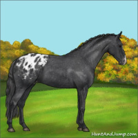 Horse Color:Black Appaloosa 