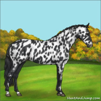 Horse Color:Black Appaloosa 