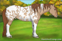 Horse Color:Red Dun Tobiano Appaloosa 