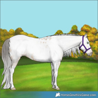 Horse Color:Gray Amber Cream Champagne Splash Tobiano Near Leopard Rabicano