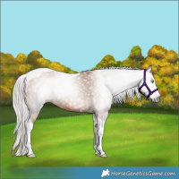 Horse Color:Gray Silver Amber Champagne Splash Tobiano
