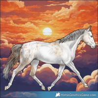 Horse Color:Gray Amber Cream Champagne Dun Splash Tobiano Appaloosa 