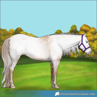 Horse Color:Gray White Spotted Gold Champagne Dun Rabicano 