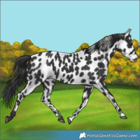 Horse Color:Black Appaloosa 