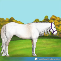 Horse Color:Gray White Spotted Buckskin Pearl Dun Splash Rabicano 