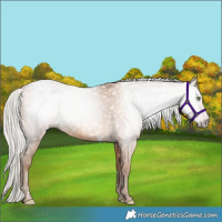 Horse Color:Gray White Spotted Silver Amber Champagne 