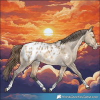 Horse Color:Buckskin Dun Splash Tobiano Blanket Rabicano 