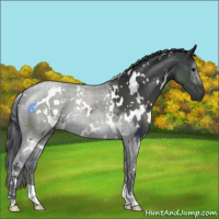 Horse Color:White Spotted Black 