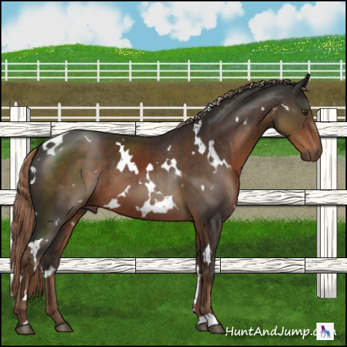 Horse Color:White Spotted Liver Chestnut 
