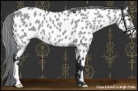 Horse Color:Grullo Chinchilla Near Leopard 