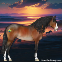 Horse Color:Bay Sabino 