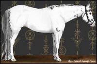 Horse Color:White Spotted Black Appaloosa 